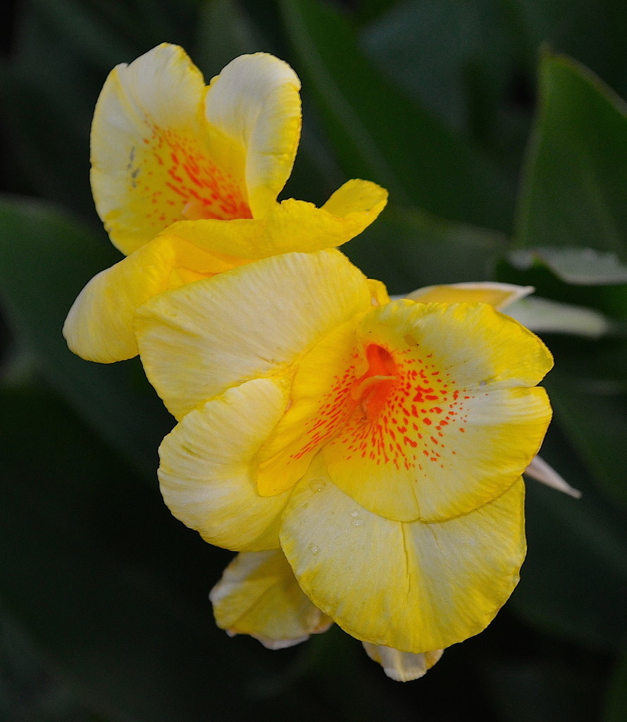 Canna Lily by congaree