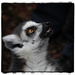 Ring Tail lemur by rustymonkey
