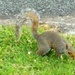 Grey Squirrel by beryl