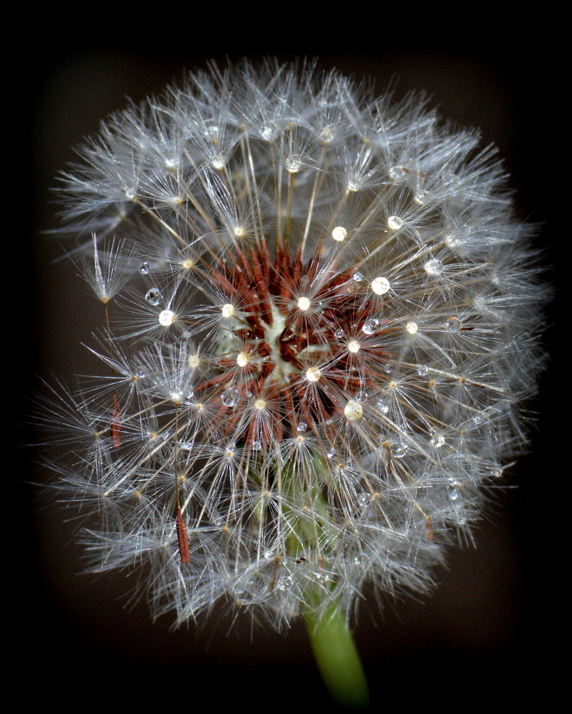 Dandelion DSC_5699 by merrelyn