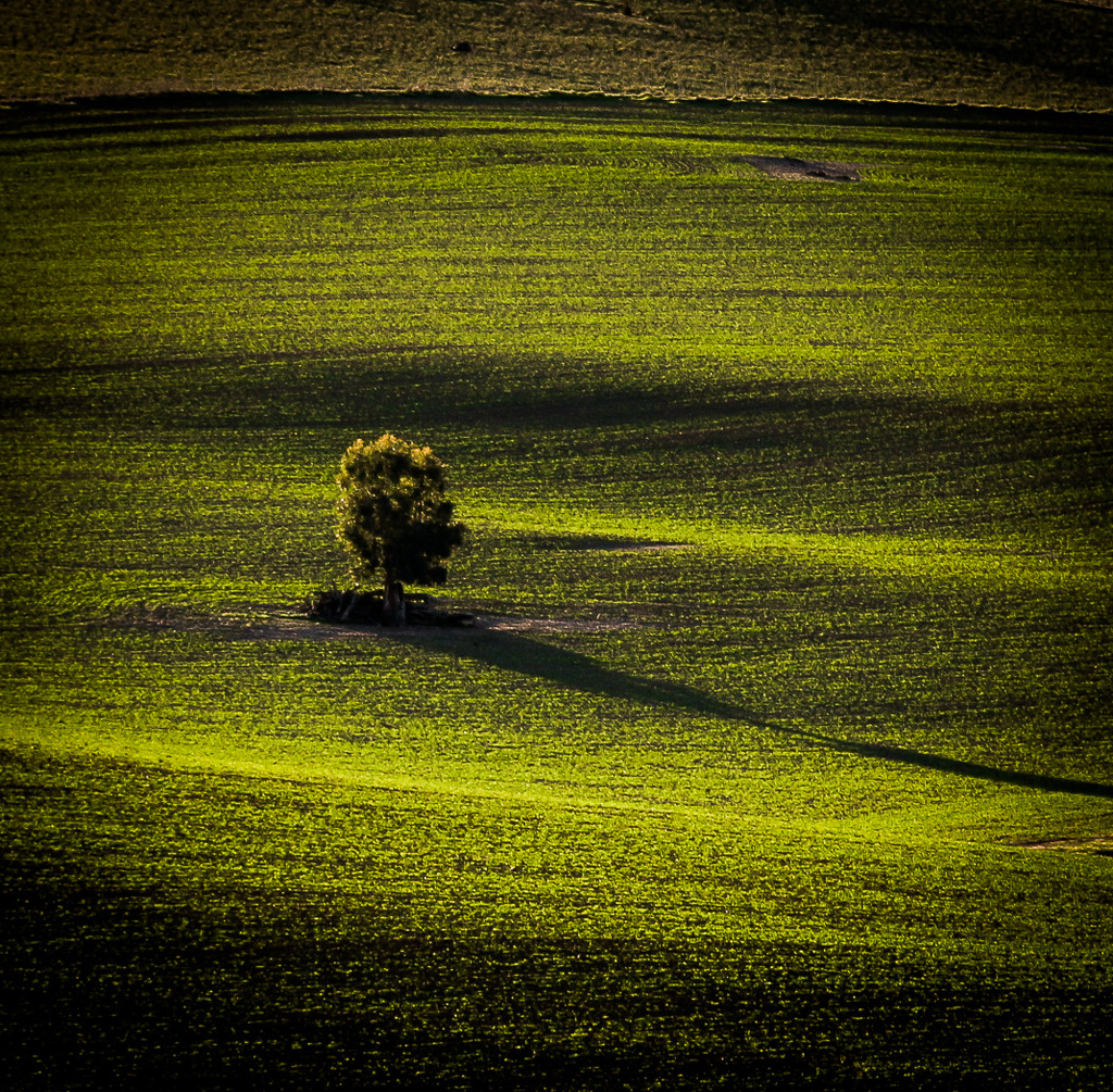Shadow of a tree by abhijit