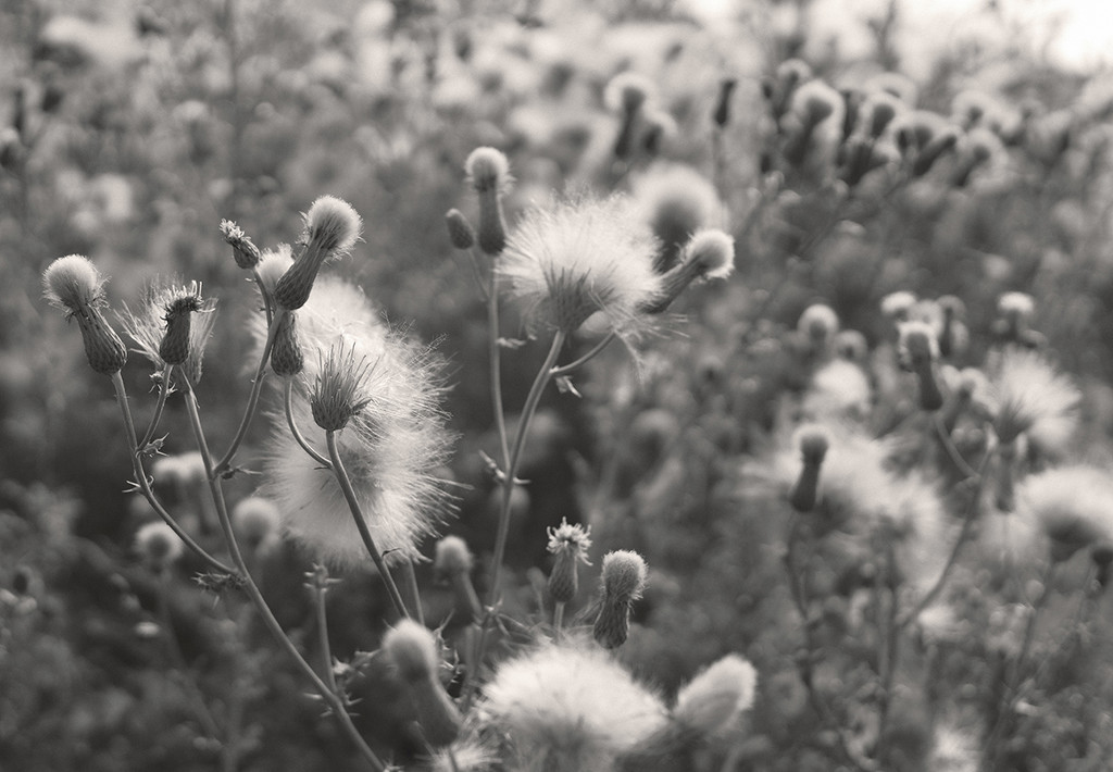 Fields of Fluff by gardencat