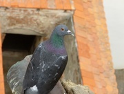 22nd Jul 2015 - Curious pigeon