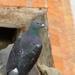 Curious pigeon by gabis