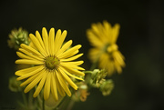 26th Jul 2015 - Daisy Macro Lens