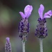 26 July 2015 Lavender by lavenderhouse