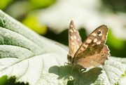 27th Jul 2015 - Speckled Wood Butterfly