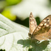 Speckled Wood Butterfly by leonbuys83
