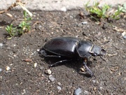 27th Jul 2015 - Beetle