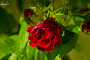 27th Jul 2015 - Red rose
