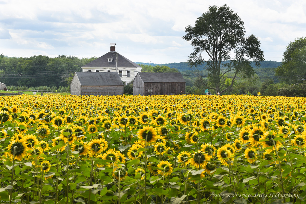 Sea of sunflowers by mccarth1