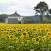 Sea of sunflowers by mccarth1