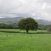 Lonely Oak by countrylassie