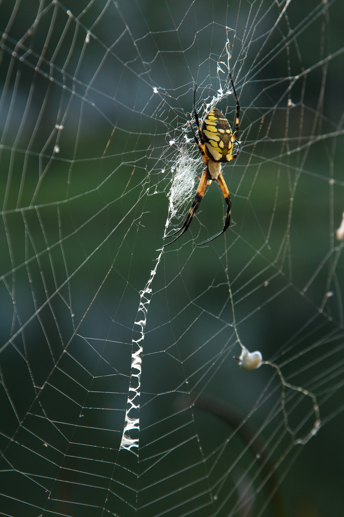 IMG_2202 spider by rontu
