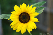 27th Jul 2015 - Sunflower