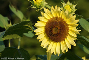 27th Jul 2015 - Sunflower#2