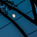 Moon Framed by wires and branches  by jbritt
