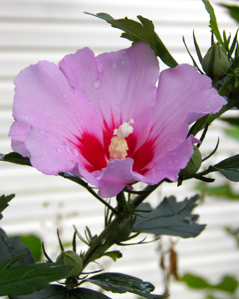 Rose of Sharon by daisymiller