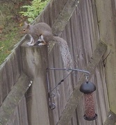 26th Jul 2015 - Cheeky Squirrel
