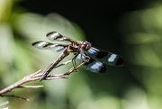 26th Jul 2015 - dragonfly