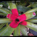 Red bromeliad by kerenmcsweeney