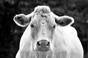 26th Jul 2015 - Charolais Cow