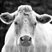 Charolais Cow by seanoneill