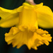 1st Daffodil  by nicolecampbell