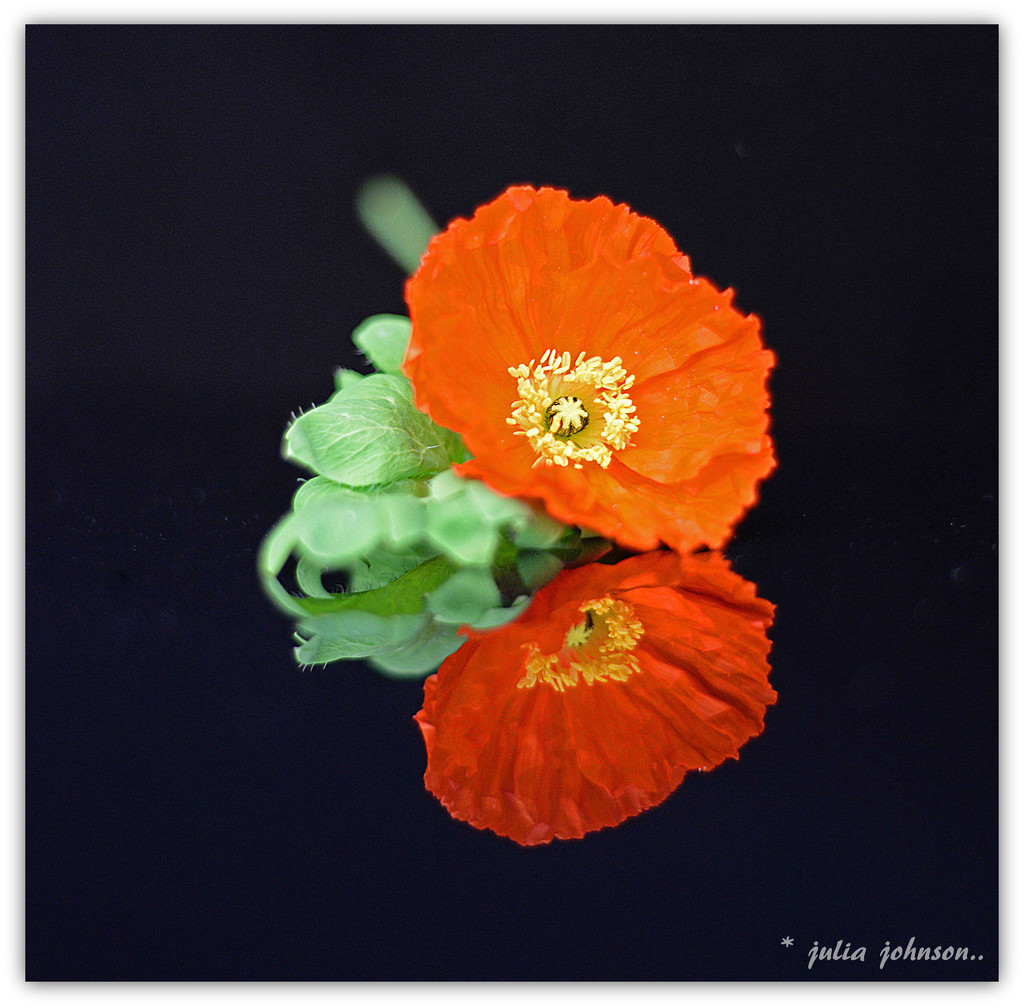 Orange poppy .. by julzmaioro