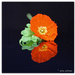 Orange poppy .. by julzmaioro