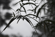 30th Jun 2015 - Rain on Bamboo leaves