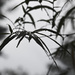 Rain on Bamboo leaves by ianjb21
