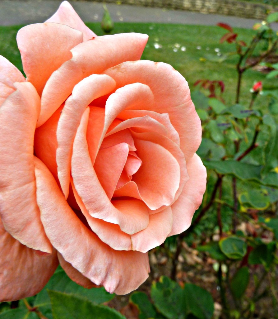 Peach Rose. by wendyfrost