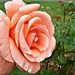 Peach Rose. by wendyfrost