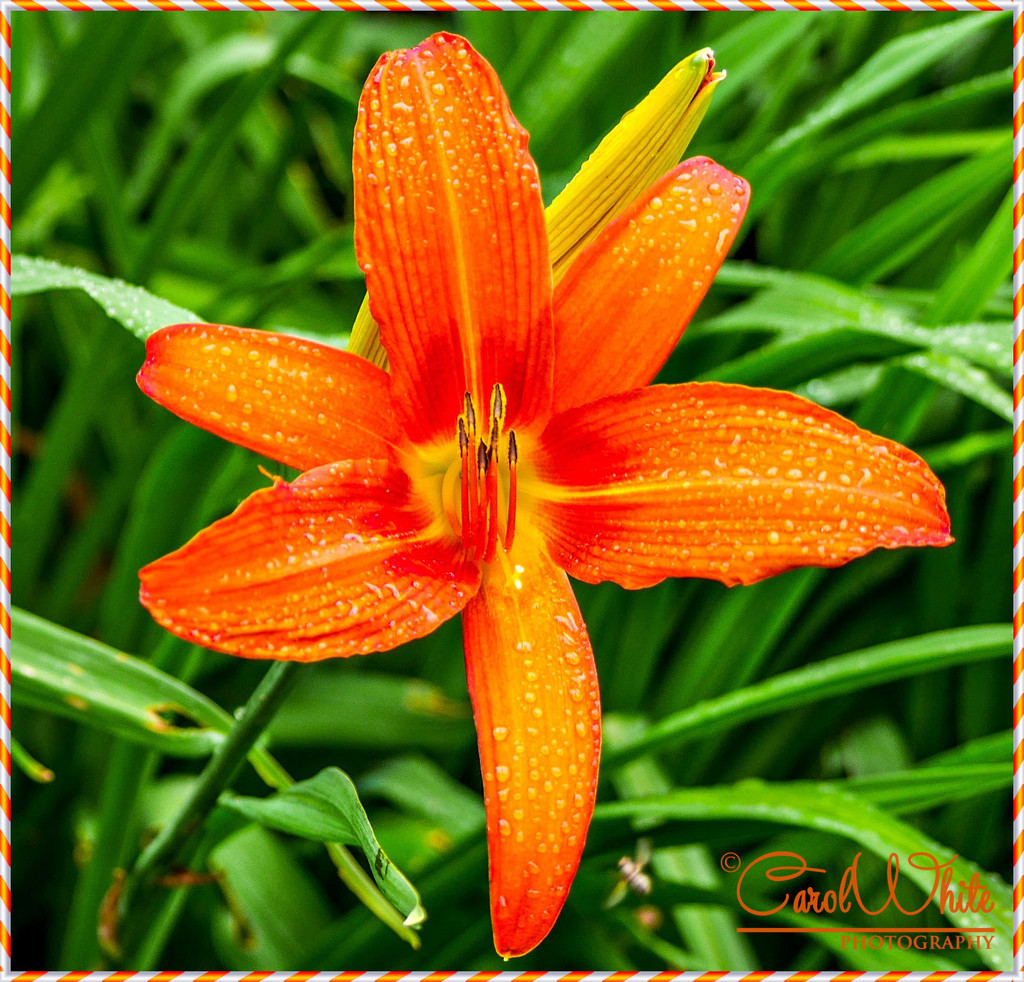 Rainy Day Lily by carolmw