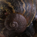 Snails #2 by robotvulture