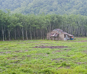 9th Jul 2015 - Rubber Plantation Workers Homestead