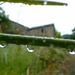 Raindrops by shirleybankfarm