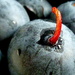 Blueberries that are out of this world! by calm