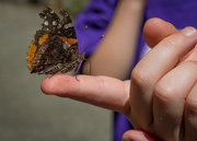 28th Jul 2015 - Butterfly Encounter