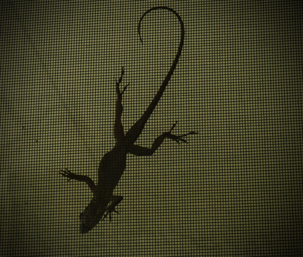 Lizard silhouette by rickster549