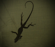 28th Jul 2015 - Lizard silhouette
