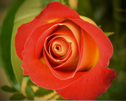 28th Jul 2015 - Rose bloom