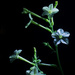 light painted nicotiana by jackies365