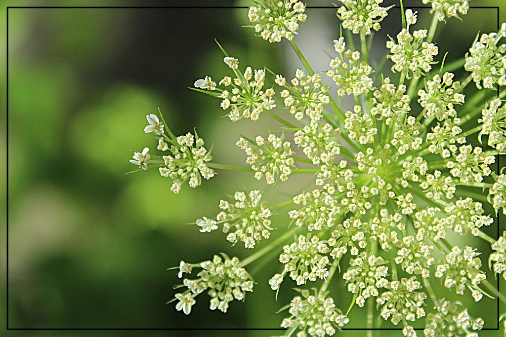 Queen Anne's Lace by olivetreeann