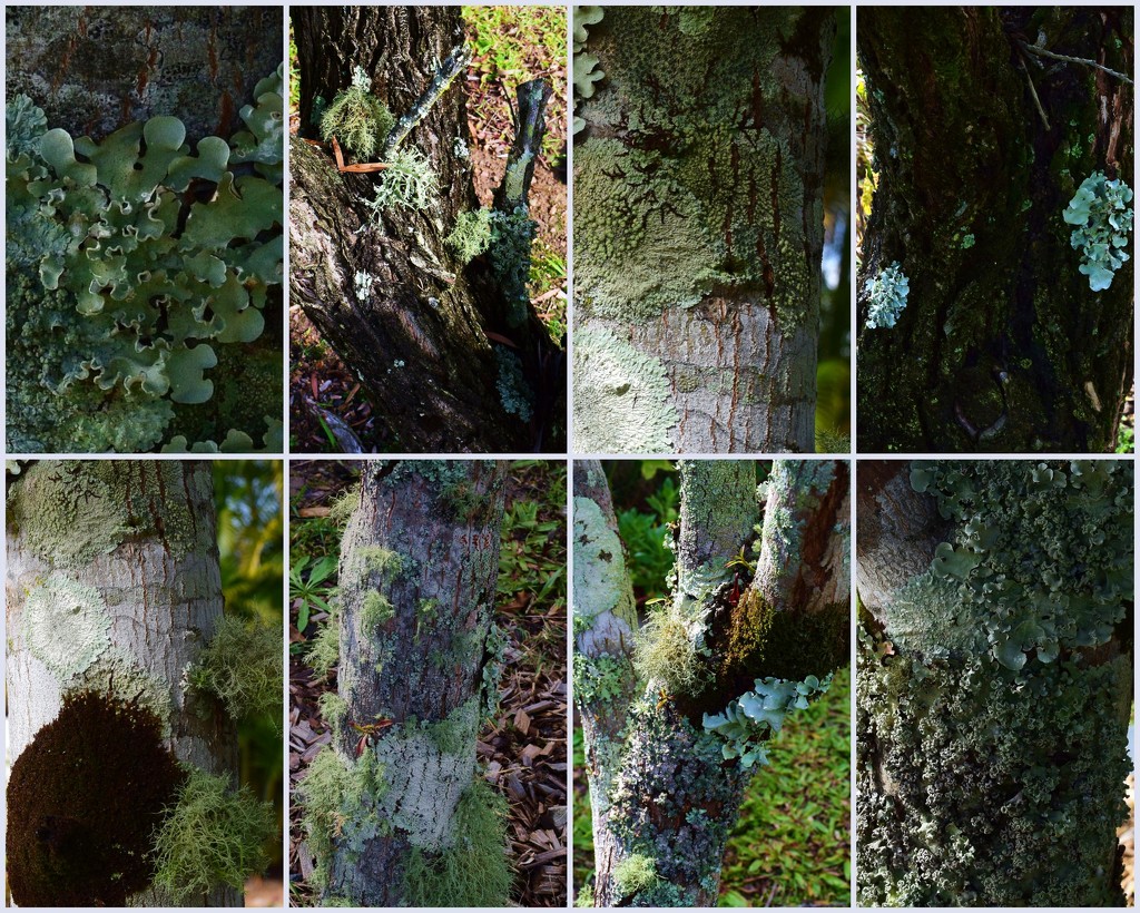 Lichen, Moss & Algae. by happysnaps