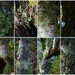 Lichen, Moss & Algae. by happysnaps
