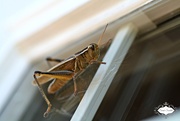 28th Jul 2015 - Grasshopper