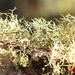 Lichen by terryliv