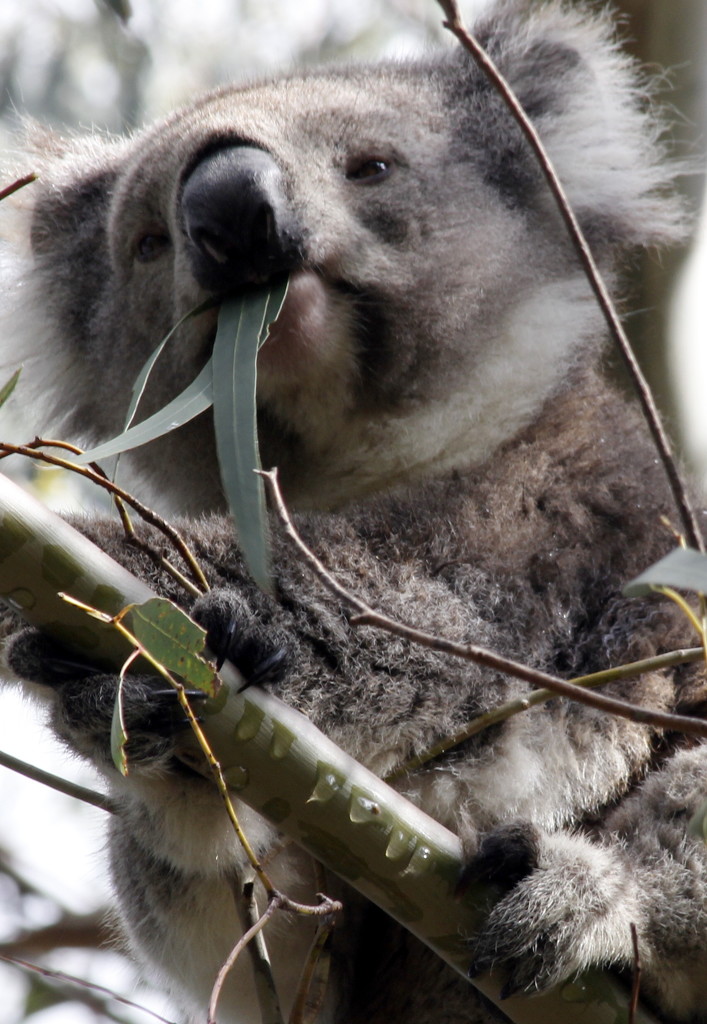 Koala diet by gilbertwood